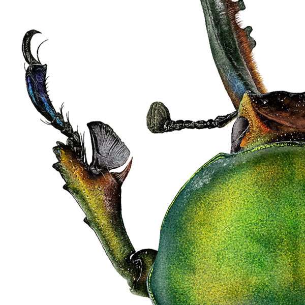 Close up showing the beetle's green thorax and spiky leg