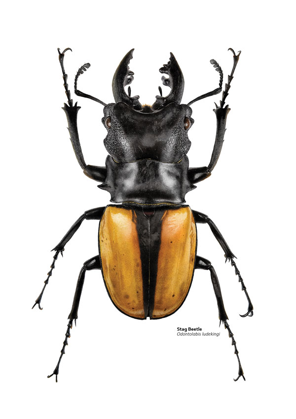 Illustration of a black stag beetle with an orange abdomen