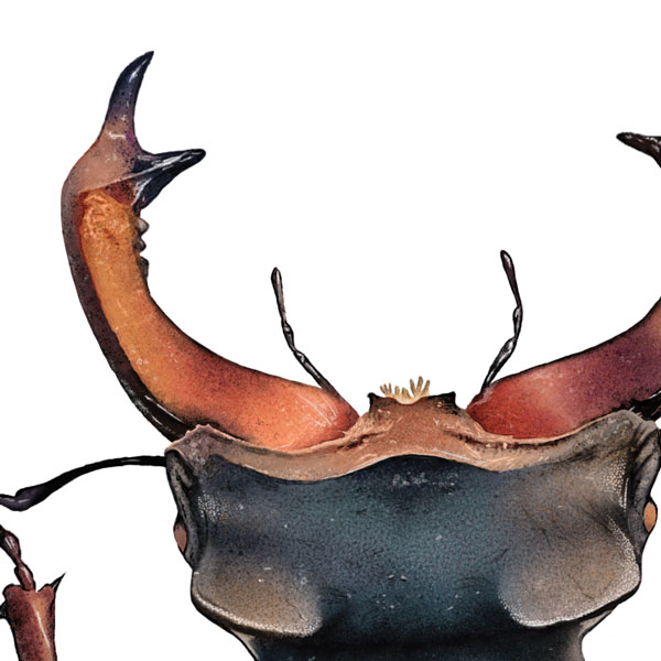 Close up showing the stag beetle's head and distinctive antler