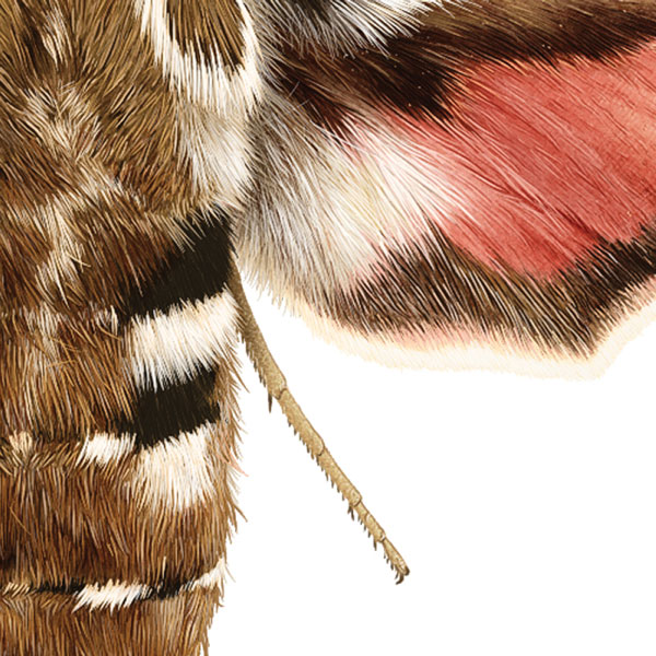 Close up showing the furry striped abdomen