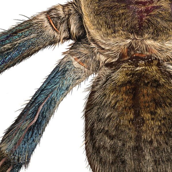 Close up showing the spider's furry brown abdomen