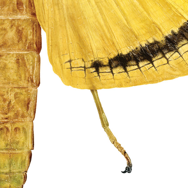 Close up showing the wing and part of the yellow abdomen