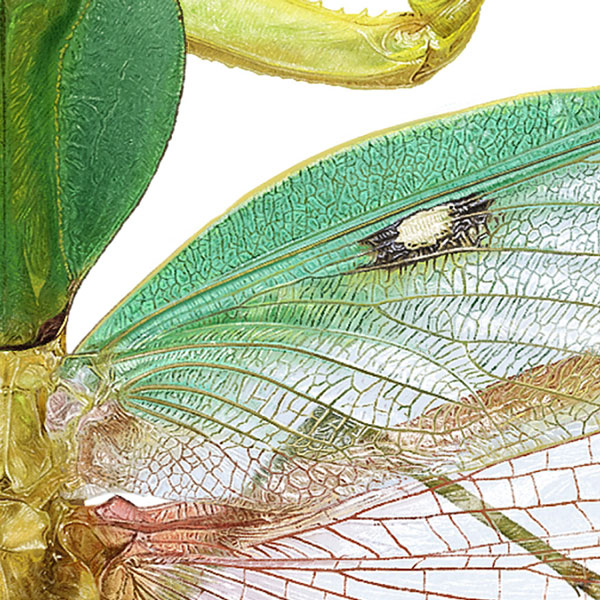 A close-up showing the wing veins and part of the shield-like thorax