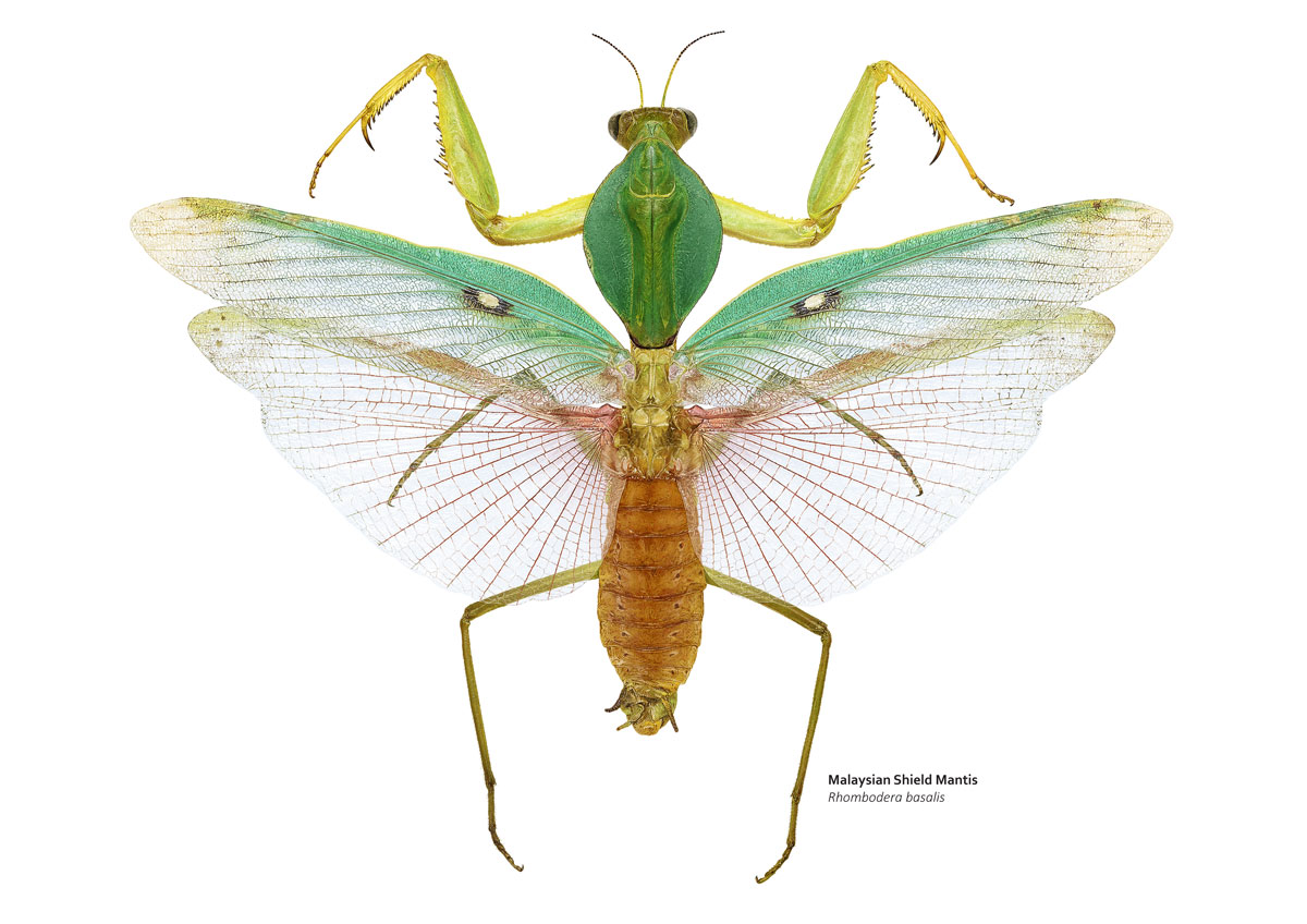 A detailed drawing of a green praying mantis with its large wings spread