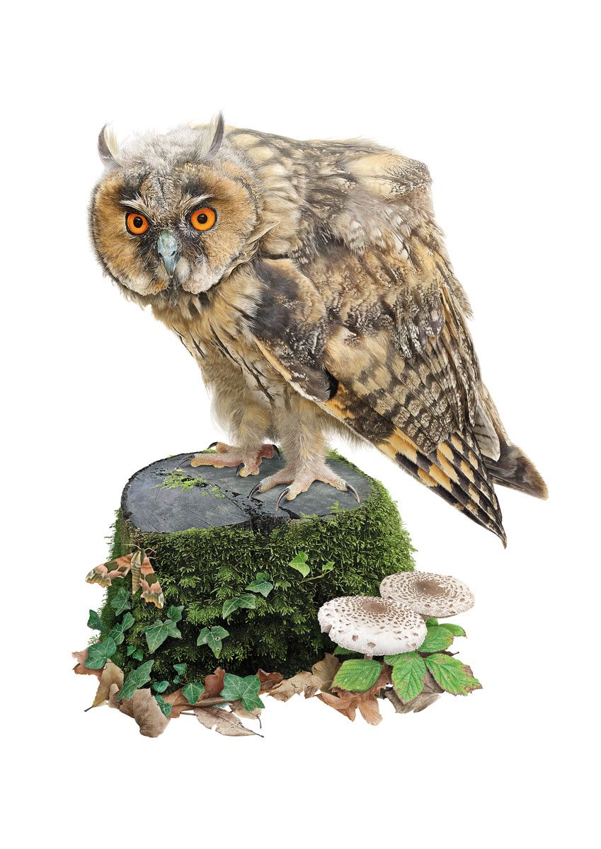 Illustration of a juvenile long-eared owl sitting on a mossy log