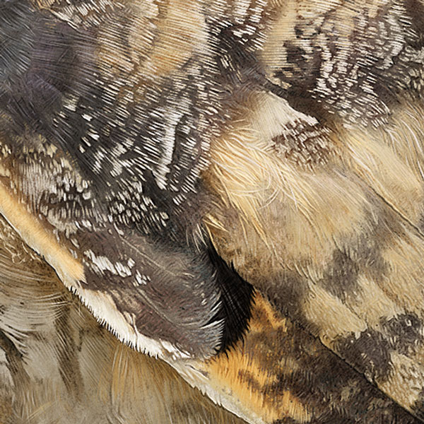 Close-up showing the detailed owl's feathers