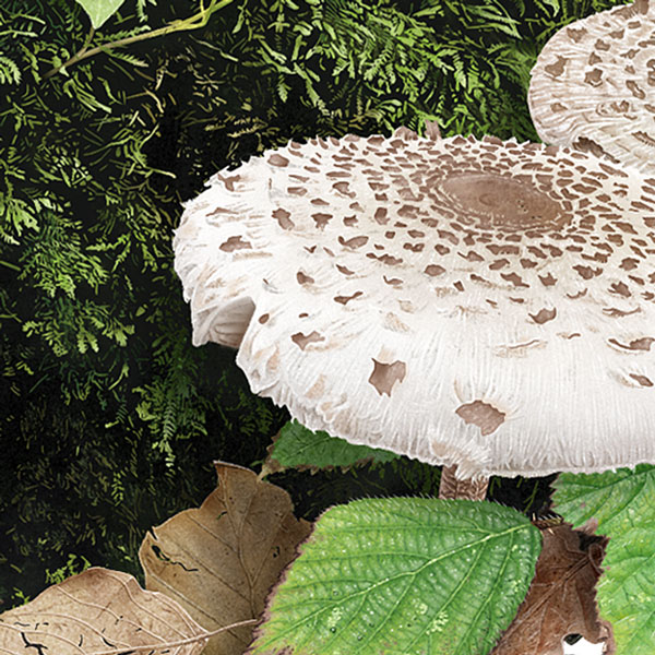 Close-up showing the mossy tree stump and a shaggy parasol mushroom