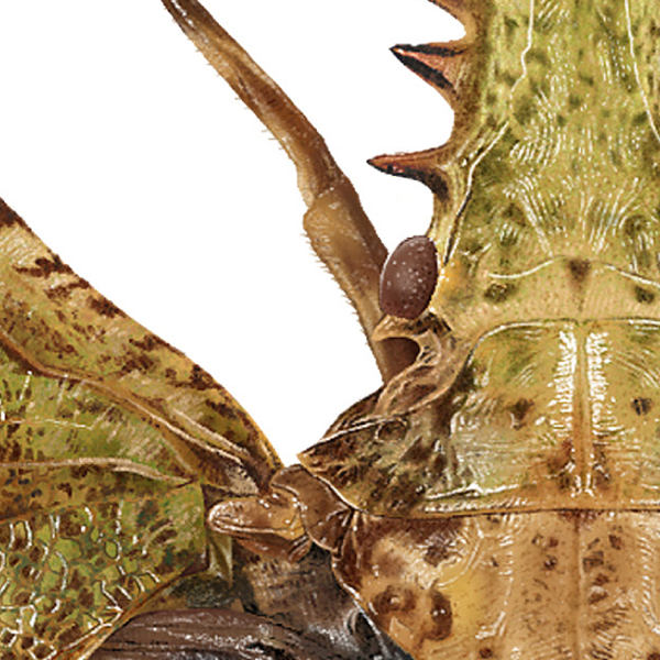 Close-up showing the plant hopper's mottled brown and green thorax