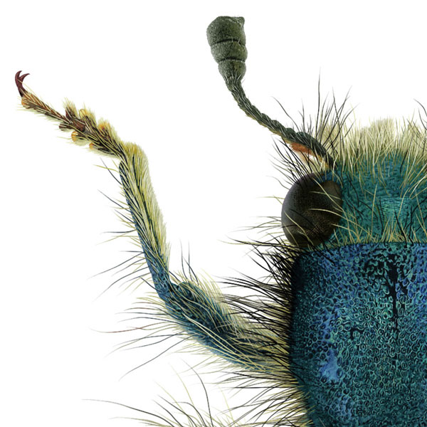 Close-up showing part of the beetle's furry thorax and front leg