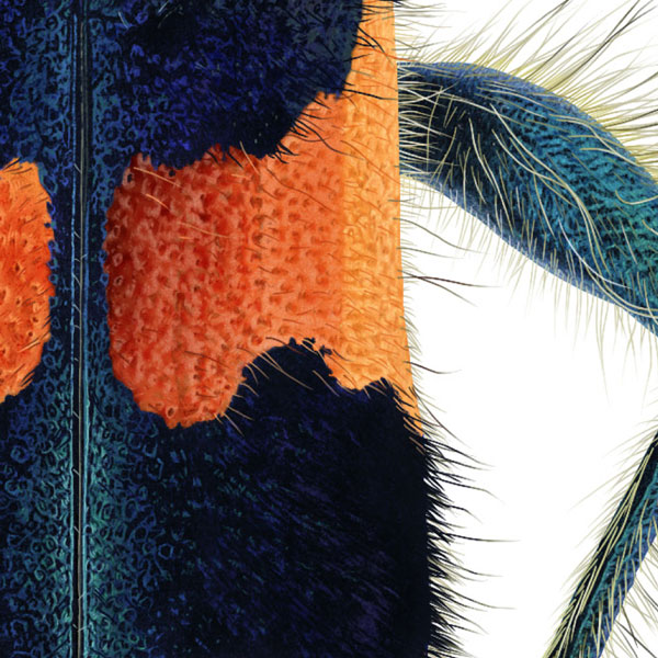 Close-up showing the beetle's pitted orange and blue abdomen