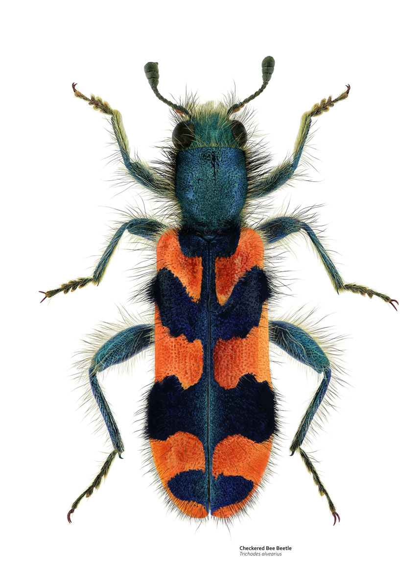 Drawing of an extremely furry blue and orange beetle