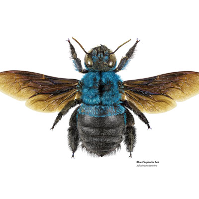 Blue Carpenter Bee