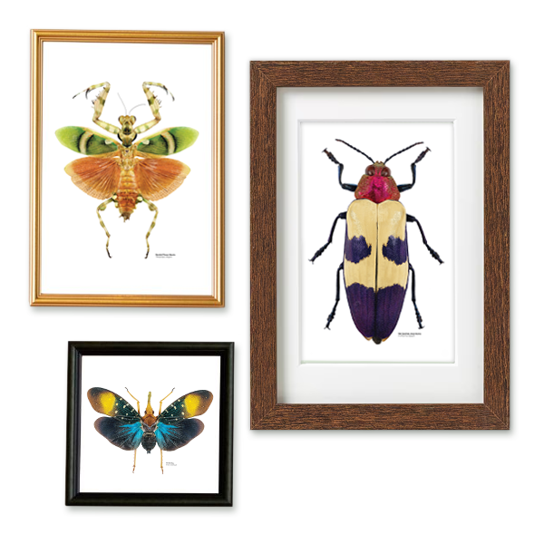 Three frames of differing sizes each with a different bug print in them