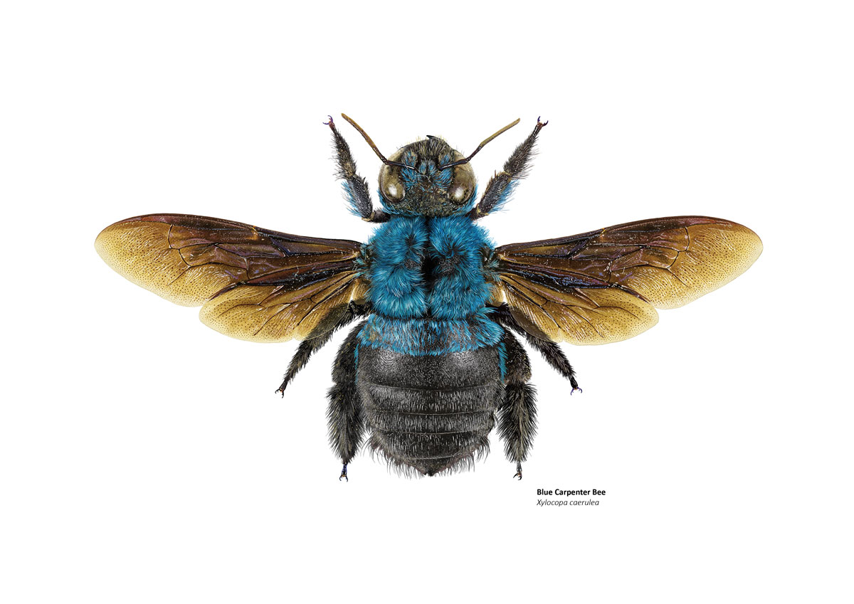 Illustration of a bright blue carpenter bee