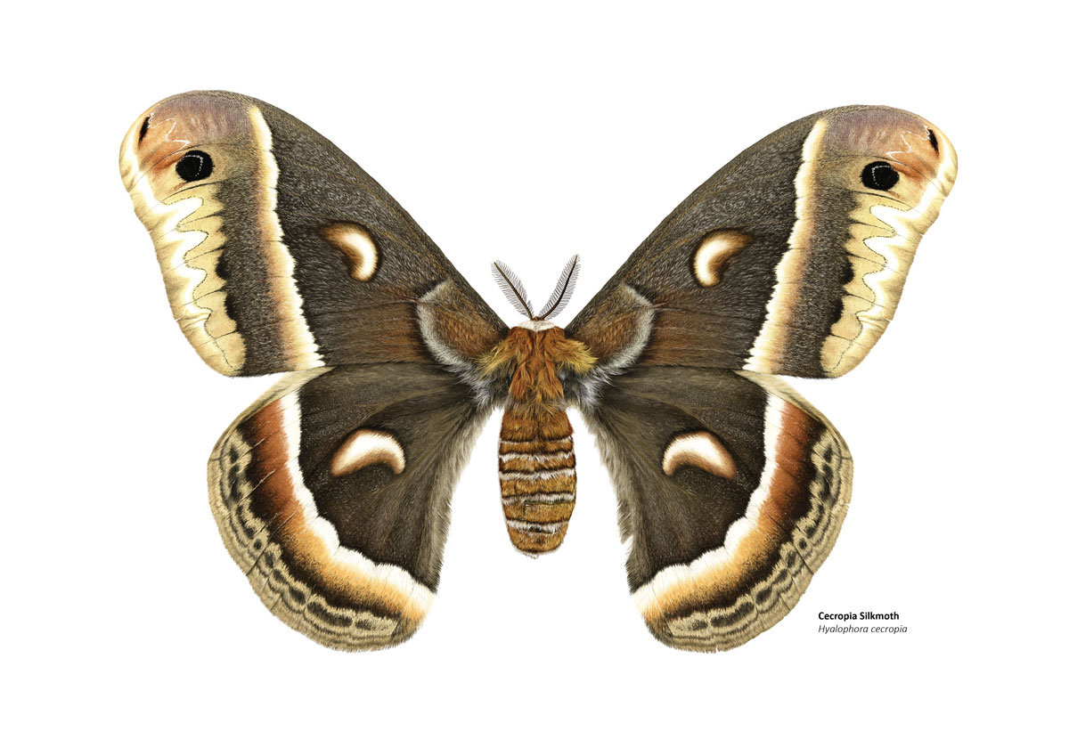 Illustration of a large brown and orange moth