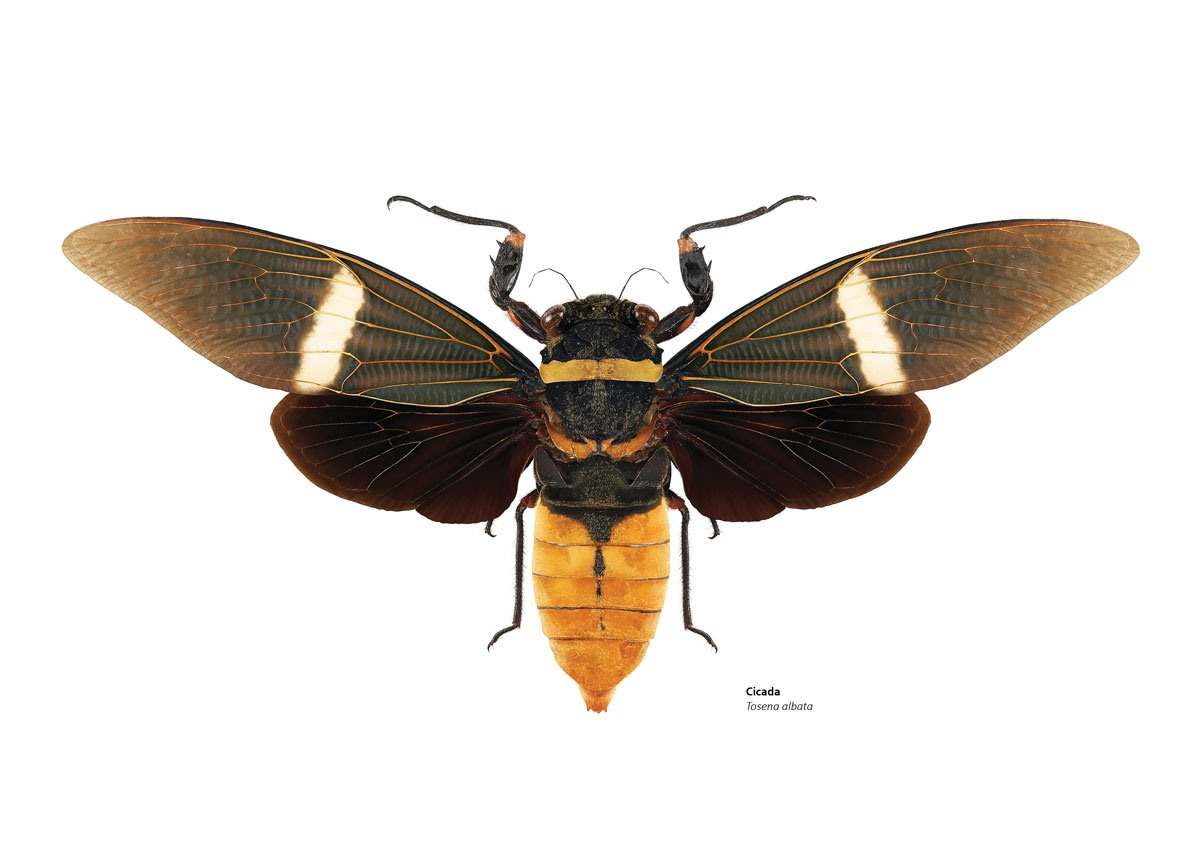 Detailed illustration of an orange and black cicada with bold black / brown wings