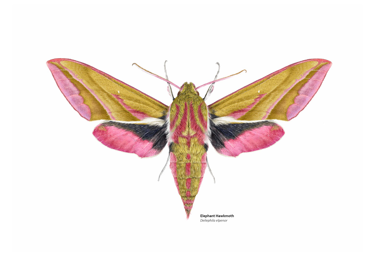 Illustration of a lovely yellow and pink moth