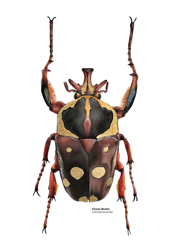 Illustration of a brown, cream and black beetle with large, furry front legs