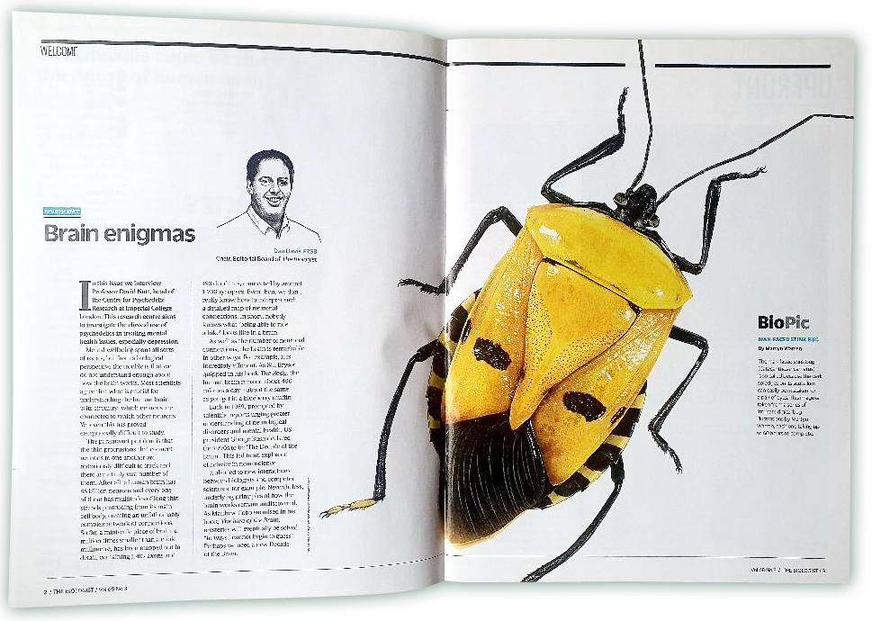 Magazine spread with Man-Faced Shield bug image across the right page, with text on the left