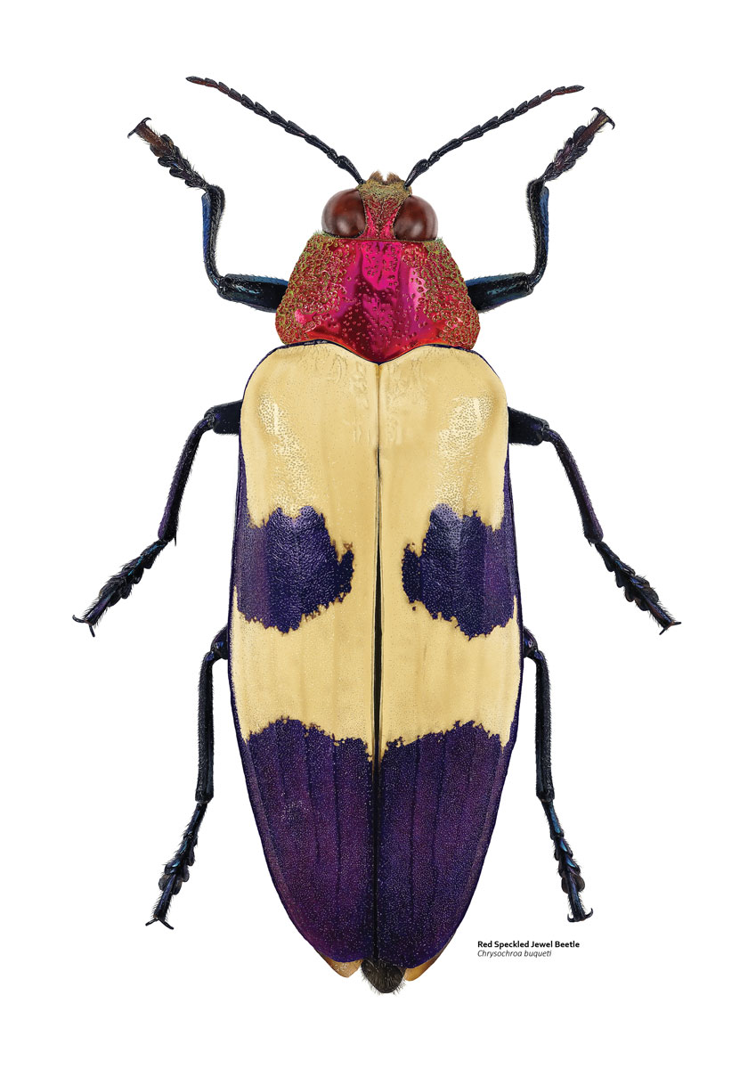 Illustration of a beetle with a bright pink head and thorax and a blue and cream abdomen