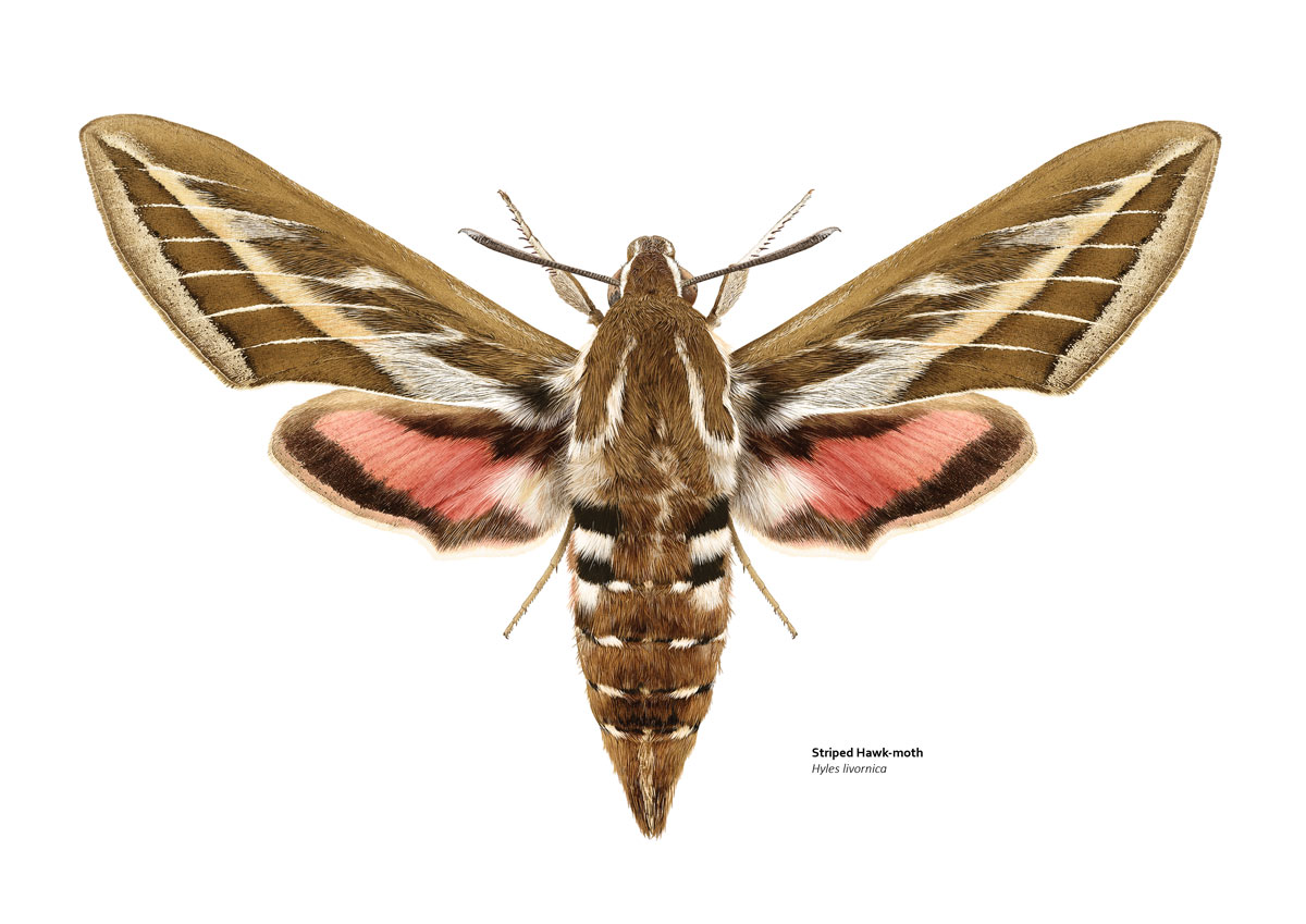 Illustration of a striped brown and black moth, with pink lower wings