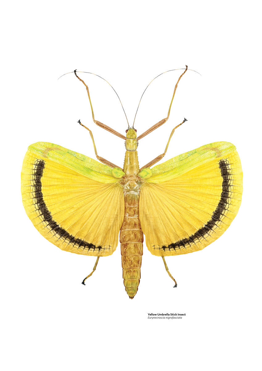 Illustration of a stick insect with large yellow wings