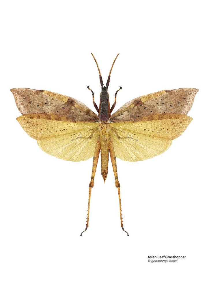 Illustration of a brown and yellow grasshopper with spread wings. The forewings are a mottled brown, resembling a dead leaf.