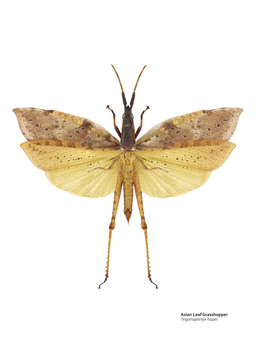 Illustration of a brown and yellow grasshopper with spread wings. The forewings are a mottled brown, resembling a dead leaf.