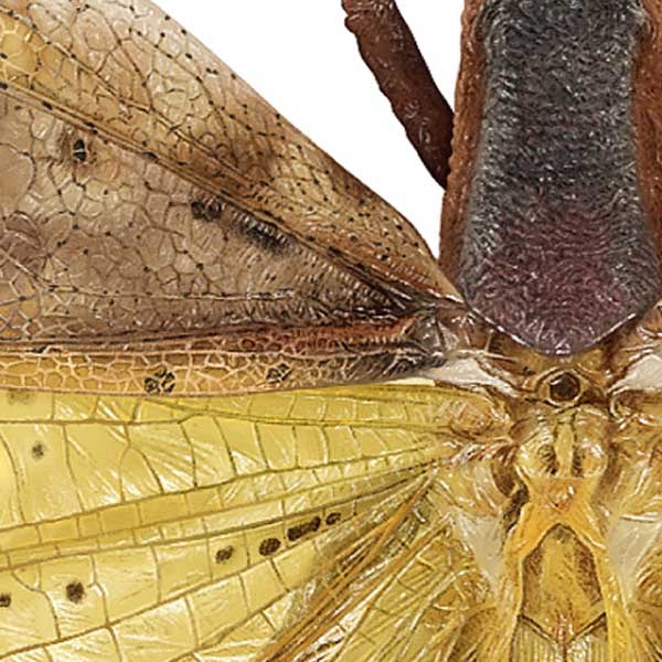 Close-up showing part of the fore and hind wings