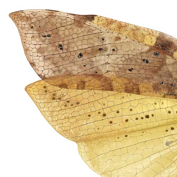 Close-up showing the ends of the fore and hind wings