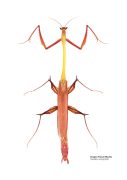Drawing of a slender pink and yellow praying mantis. It has incredibly thin legs and a very long thorax.