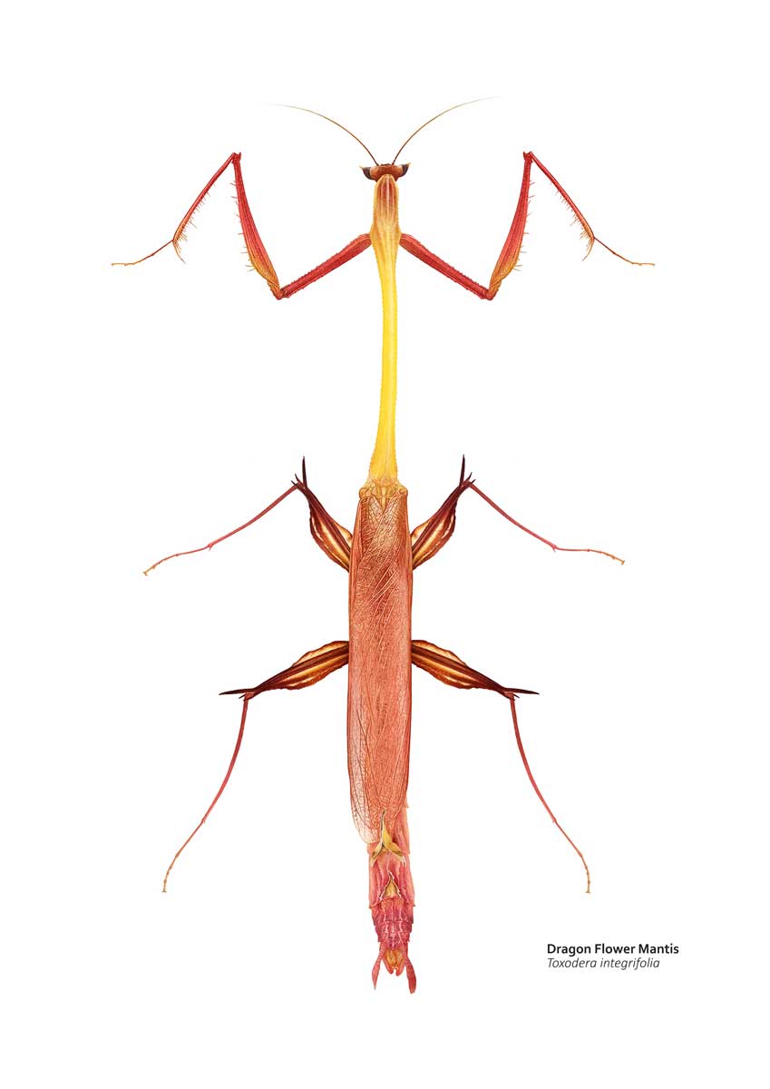 Drawing of a slender pink and yellow praying mantis. It has incredibly thin legs and a very long thorax.