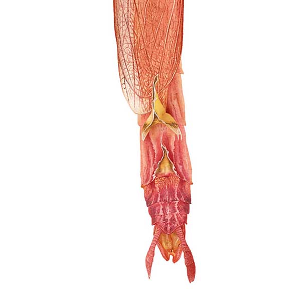Close-up of the mantis's abdomen.