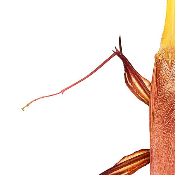 Close-up of the mantis showing the detail of one leg plus part of the veined wing folded over the abdomen.