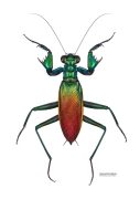 Illustration of a shiny metallic mantis with a green, blue, yellow and red sheen to its iridescent body. This mantis has particularly chunky forelegs.