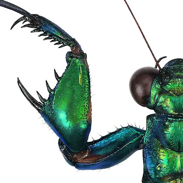 Close up showing the mantis's chunky foreleg. It is shiny with green and blue hues.