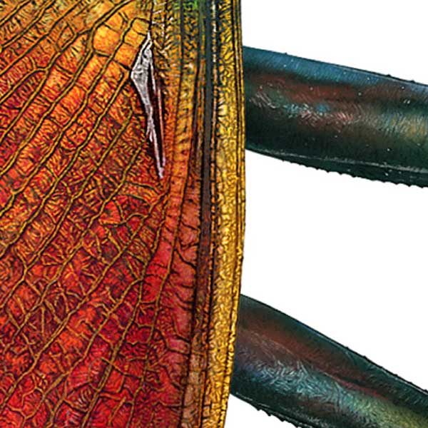 A close-up showing the mantis's veined wing laying flat on its shiny red and yellow abdomen