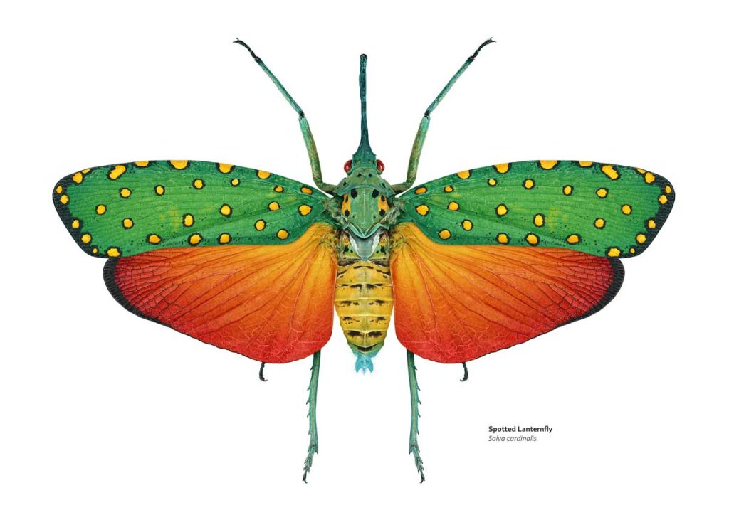 Illustration of a spotted lanternfly, which has green forewings with yellow spots, orange hindwings and a green and yellow body.