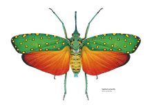 Illustration of a spotted lanternfly, which has green forewings with yellow spots, orange hindwings and a green and yellow body.