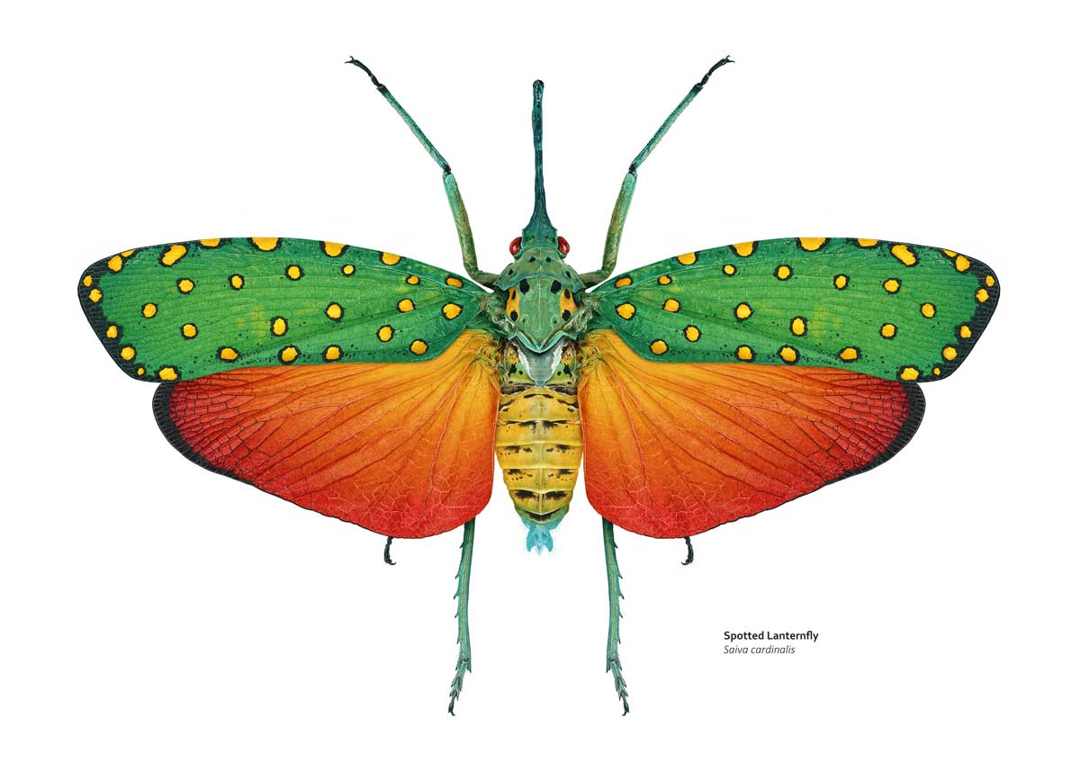 Illustration of a spotted lanternfly, which has green forewings with yellow spots, orange hindwings and a green and yellow body.