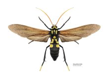 Drawing of a moth that really does look an awful lot like a wasp. It has a black and yellow body with bright orange antennae.