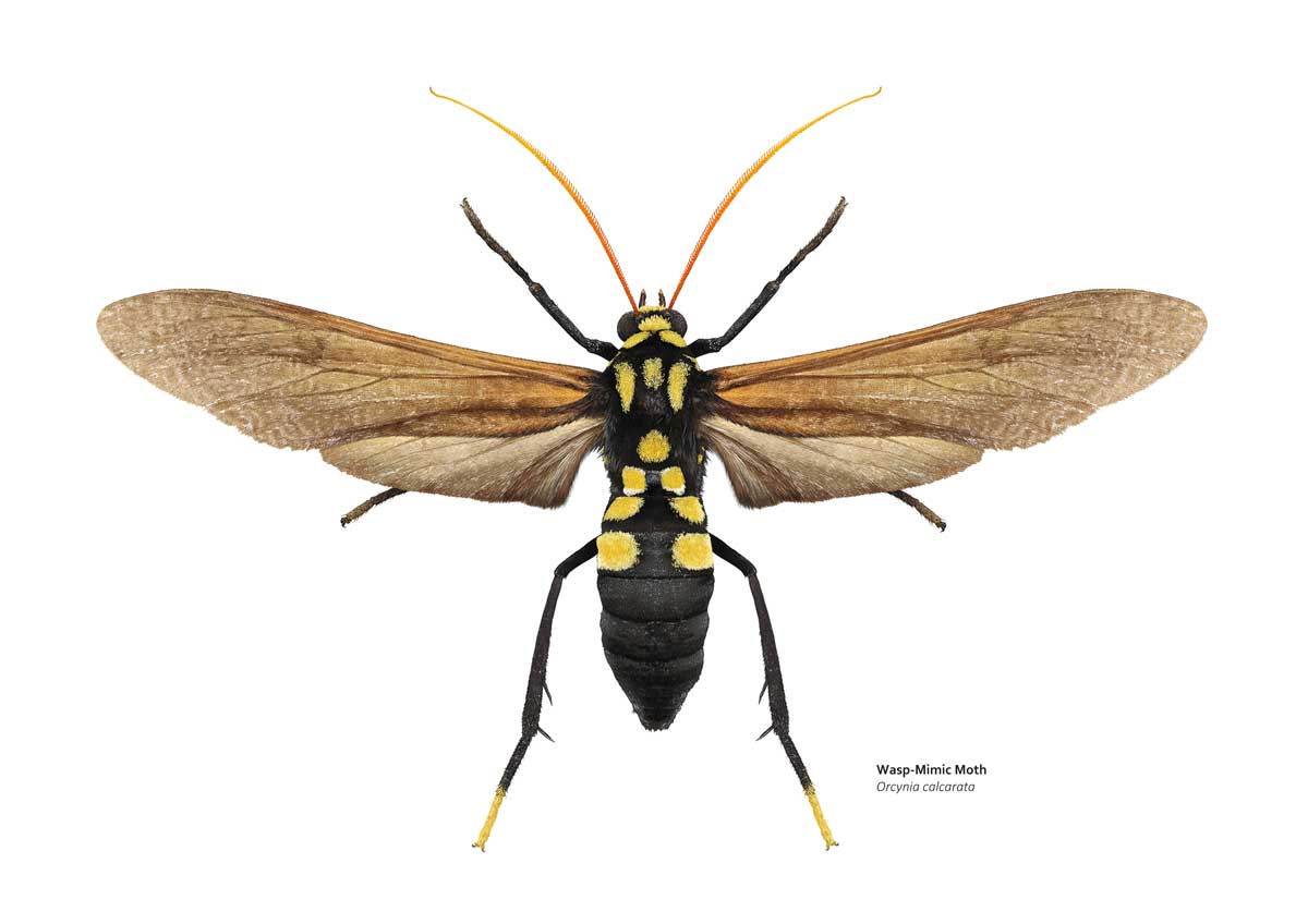 Drawing of a moth that really does look an awful lot like a wasp. It has a black and yellow body with bright orange antennae.