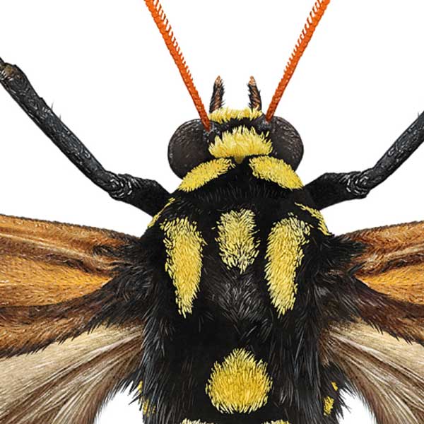 Close-up of the drawing, showing the moth's furry head and thorax