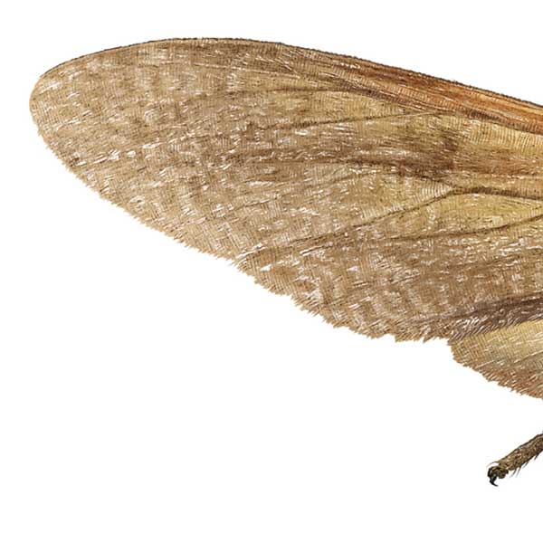 Close-up of the wing, showing rows of brown scales.