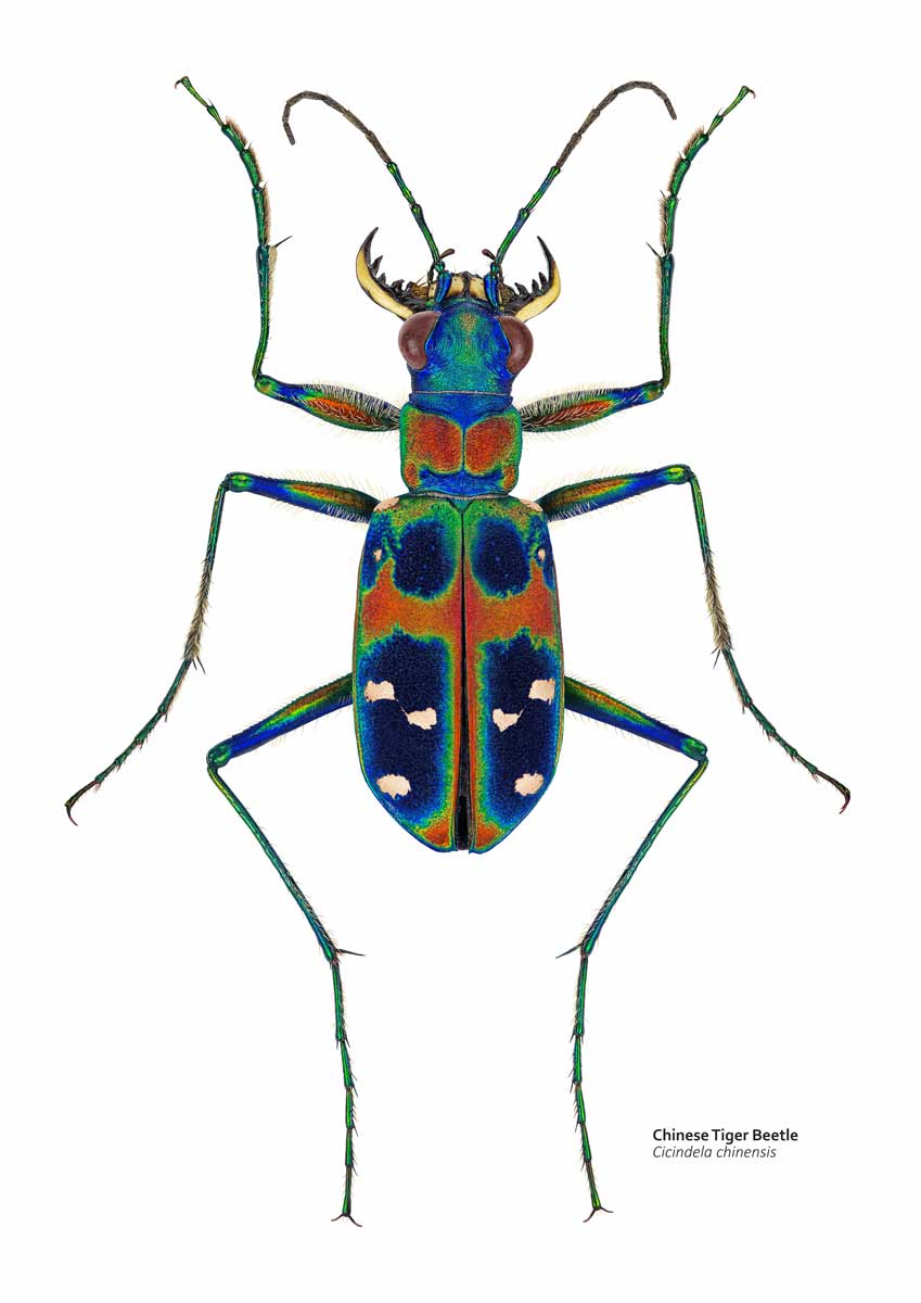 Illustration of a tiger beetle as seen from above. The beetle is a metallic green and blue with bold red highlights. The beetle has very long, slender legs and large mandibles.