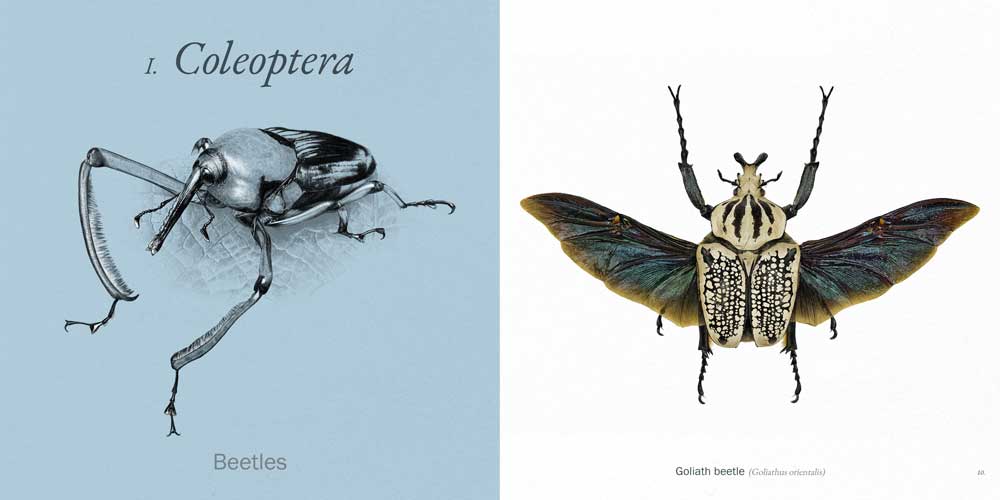 A mocked up page spread showing a chapter title on the left (Coleoptera, with a drawing of a bamboo weevil) and an illustration of a goliath beetle on the right.